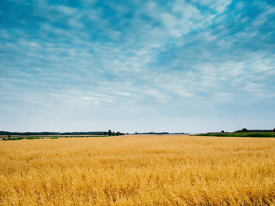 agriculture, cornfield, sky, rural Scene, nature, farm, summer HD wallpaper
