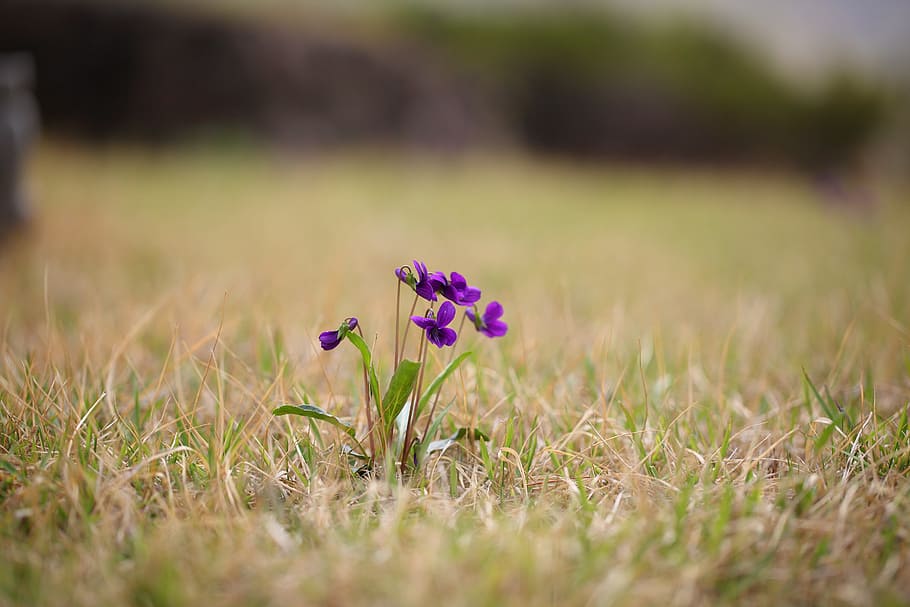 purple petaled flowers selective focus photography, grass, nature HD wallpaper