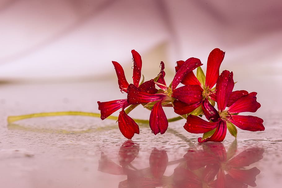 red petaled flowers in bloom selective focus photo, drops, highlights HD wallpaper