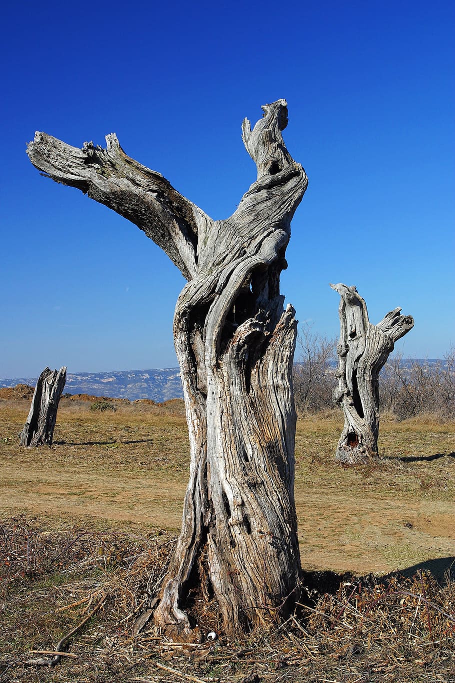 Provence, Trees, Landscape, Nature, rotten, dead trees, dead plant HD wallpaper