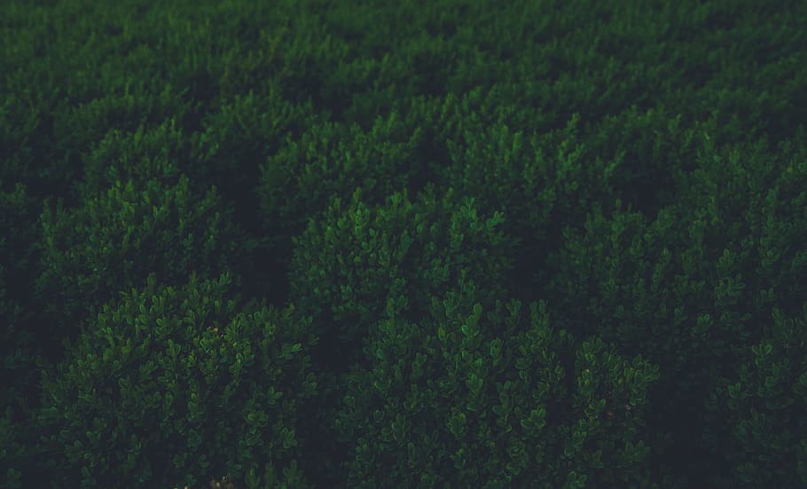 green forest in aerial photography, close up photography of green grasses HD wallpaper