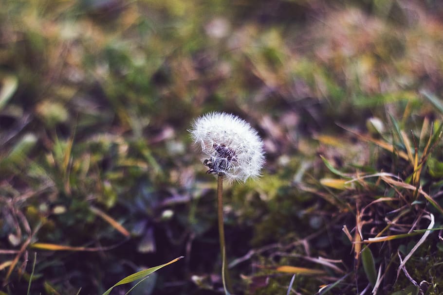bloom, blossom, dandelion, flora, flower, grass, plant, freshness HD wallpaper
