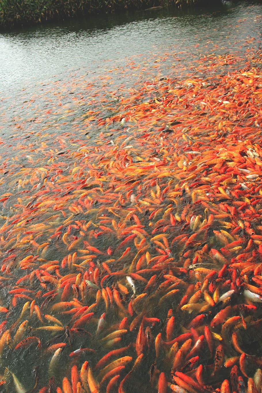 HD wallpaper: koi fish, pond, water, carp, japanese, fortune, luck, aquatic  | Wallpaper Flare