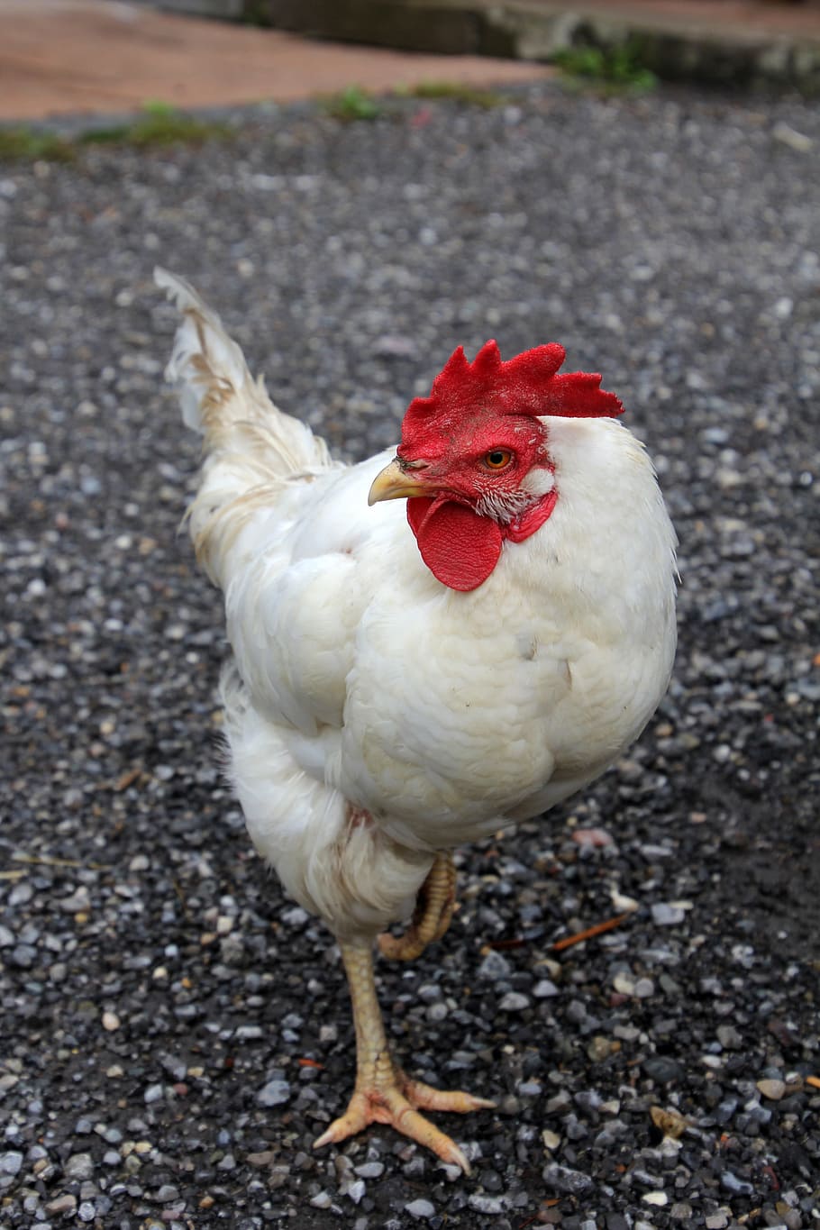 chicken, hahn, chickens, bird, poultry, farm, animal, gockel HD wallpaper