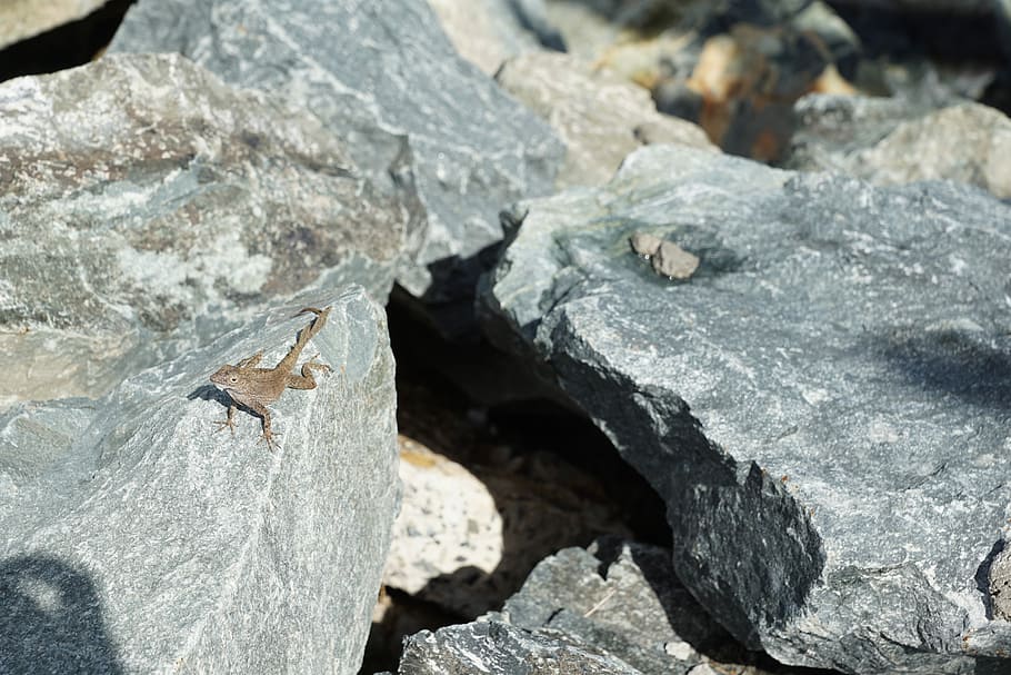 Iguana, Stone, Lizard, grey, ice, no people, day, nature, close-up HD wallpaper