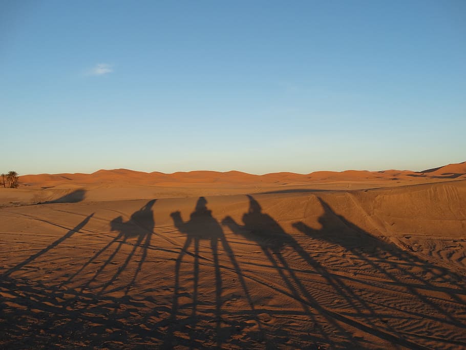 morocco, desert, sand, camel, travel, sky, land, climate, arid climate HD wallpaper