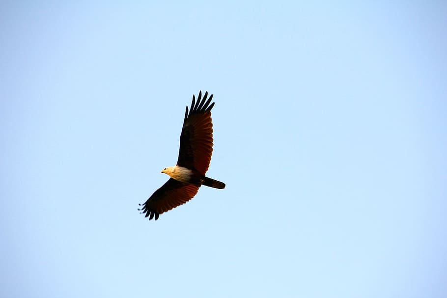 brown and white eagle, adler, white tailed eagle, raptor, fly HD wallpaper