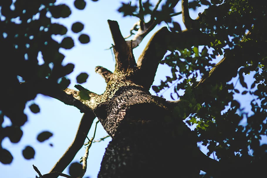 old, tree, forest, sick, dead, nature, bough, branch, bark HD wallpaper