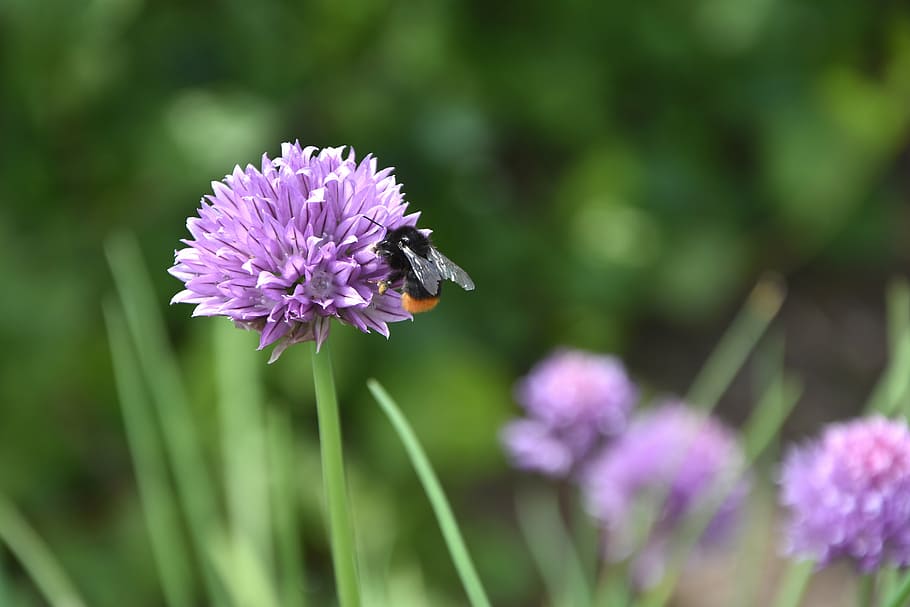 flower, chives, bee, herbs, chive flower, garden, insect, plant HD wallpaper
