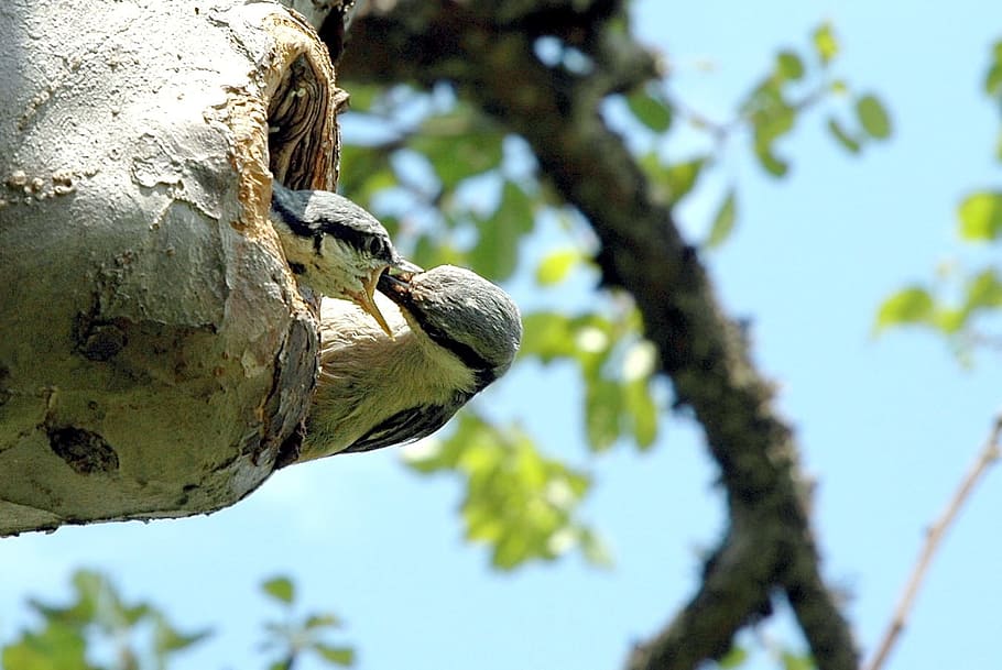 Bird, Feed, Feeding, Chicks, Tree, hollow, nest, fauna, one animal HD wallpaper
