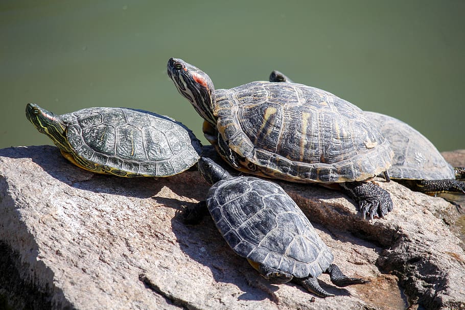 turtle, reptile, tortoise, shell, slow, animal, animal wildlife HD wallpaper