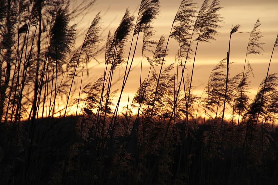nature, sunset, quiet, landscape, evening sky, plant, growth HD wallpaper