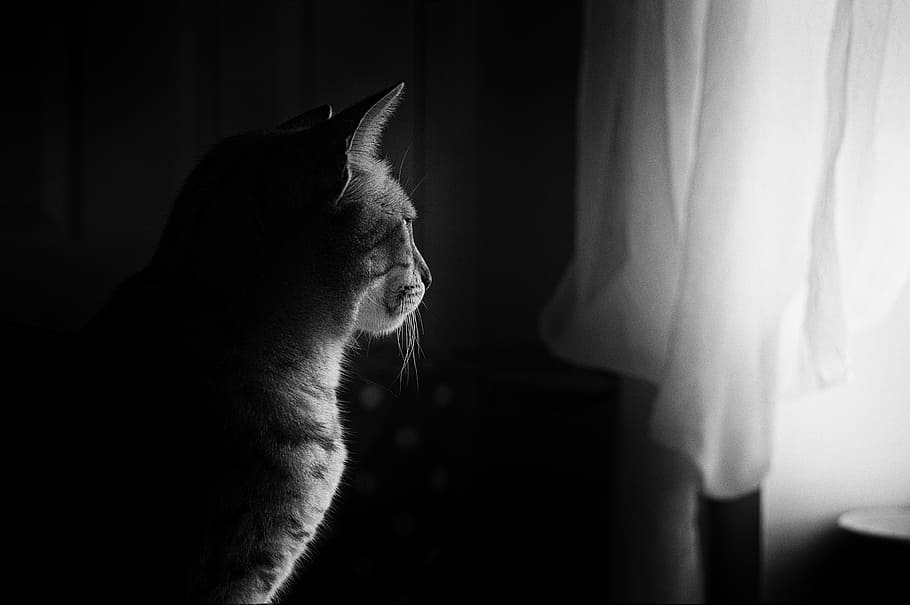 grayscale photo of a cat near window curtains, window light HD wallpaper