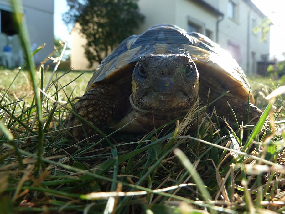 turtle, reptile, animal, animal themes, vertebrate, animal wildlife HD wallpaper