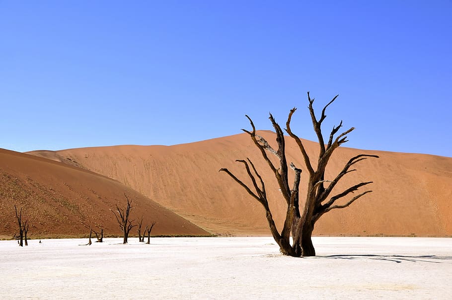 tree on white sand during daytime, desert, namibia, dead vlei HD wallpaper