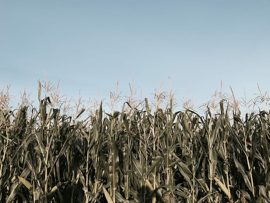 green corn field, corn stalk, agriculture, crop, sky, growth HD wallpaper