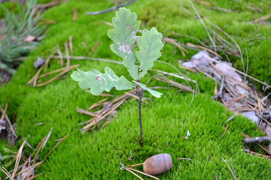 oak, moss, acorn, nature, plant, season, green color, growth HD wallpaper