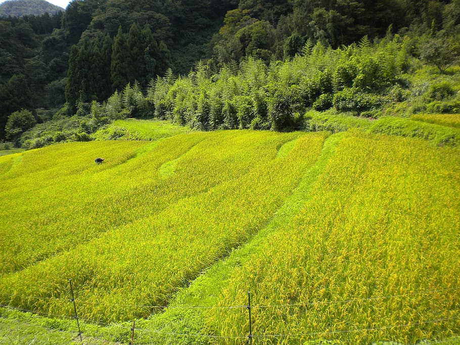 japan, landscape, summer, spring, crop, field, worker, beautiful HD wallpaper