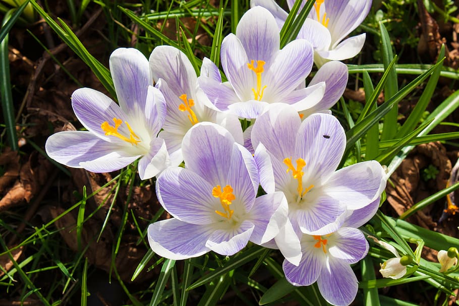 crocus, flower, spring, nature, season, plant, garden, floral HD wallpaper
