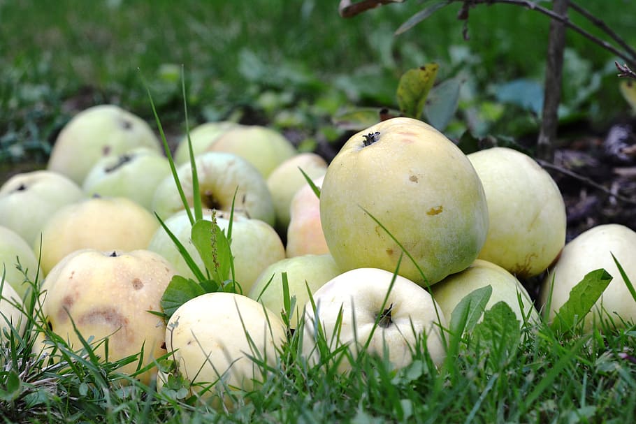 Apple, Fruit, Sad, Antonówka, apples, yellow, collections HD wallpaper