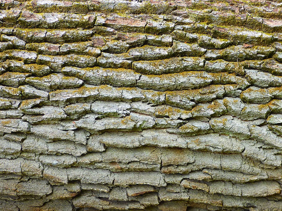 bark, nature tree trunk, pattern, moss, structure, full frame HD wallpaper