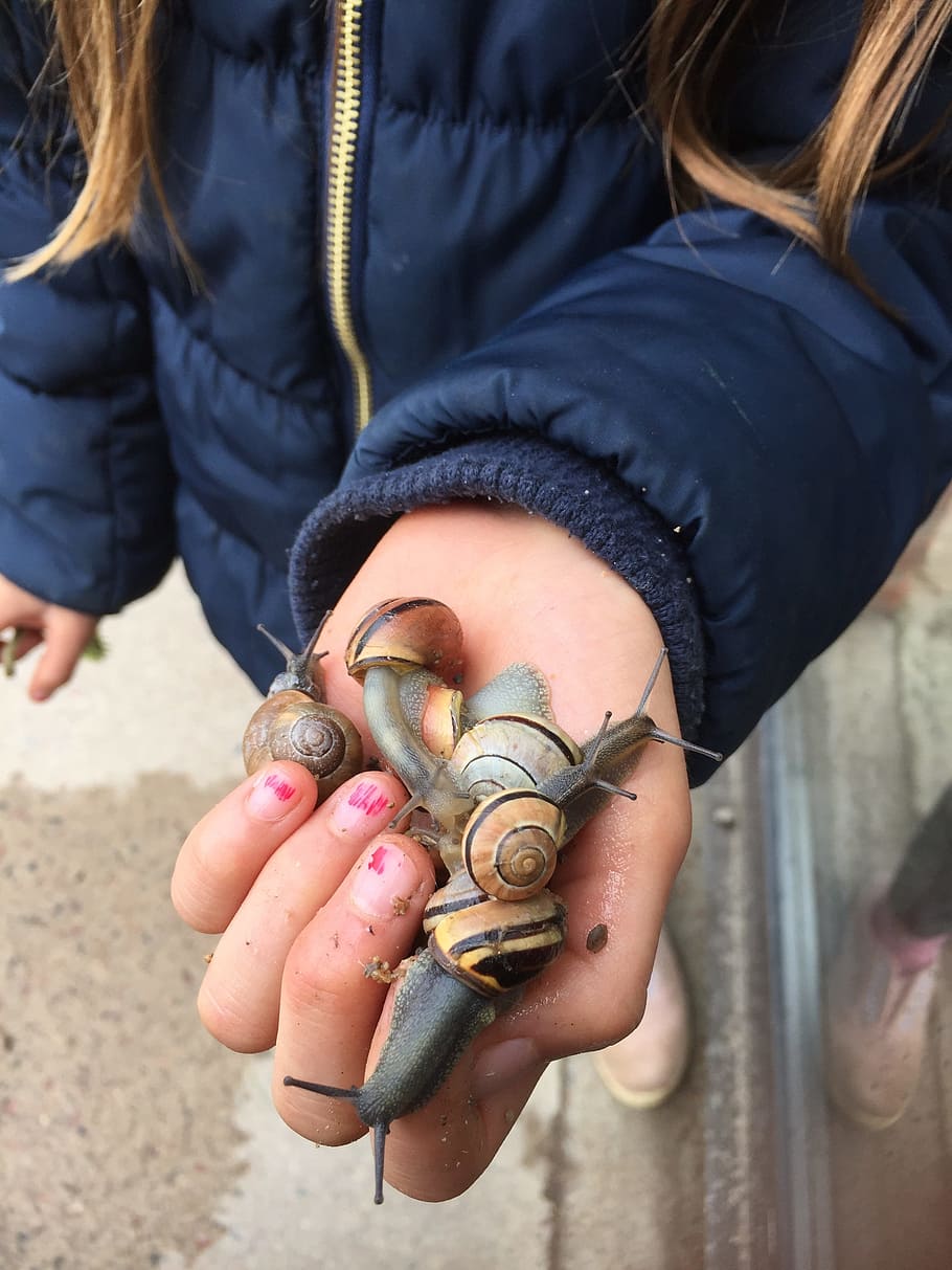 slug, snails, children, hand, slimy, seashell, molluscs, garden snail HD wallpaper