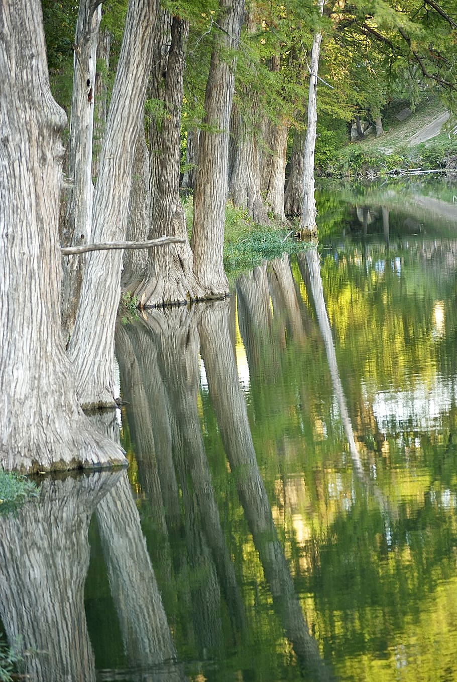 Cypress, Tree, Reflection, River, wetlands, nature, peaceful HD wallpaper