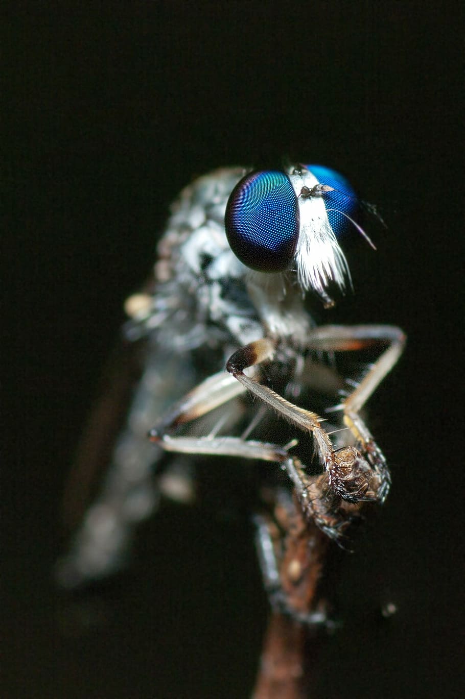facette eyes, bug, insect, close up, legs, big eyes, bug eyes HD wallpaper