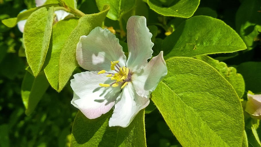 Flower, Bush, Spring, leaf, freshness, green color, petal, nature HD wallpaper