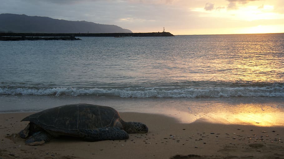 turtle, sunset, beach, nature, water, ocean, sea, horizon, waves HD wallpaper