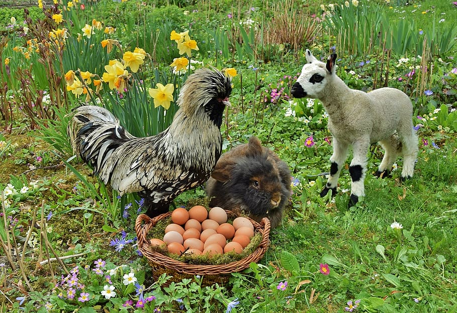 easter bunny, rabbit, passover, animal, animal themes, flowering plant HD wallpaper