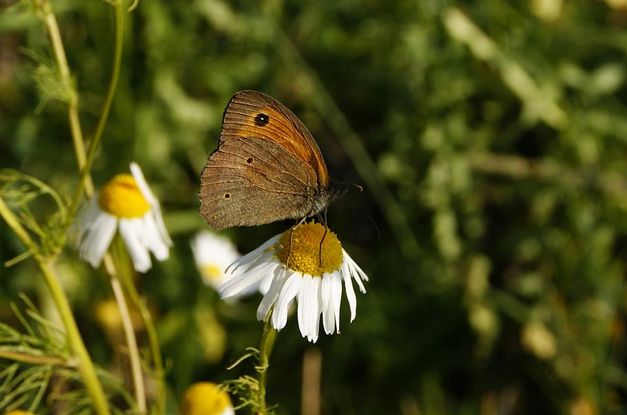 Butterfly, Nature, Macro, Insect, one animal, flower, butterfly - insect HD wallpaper
