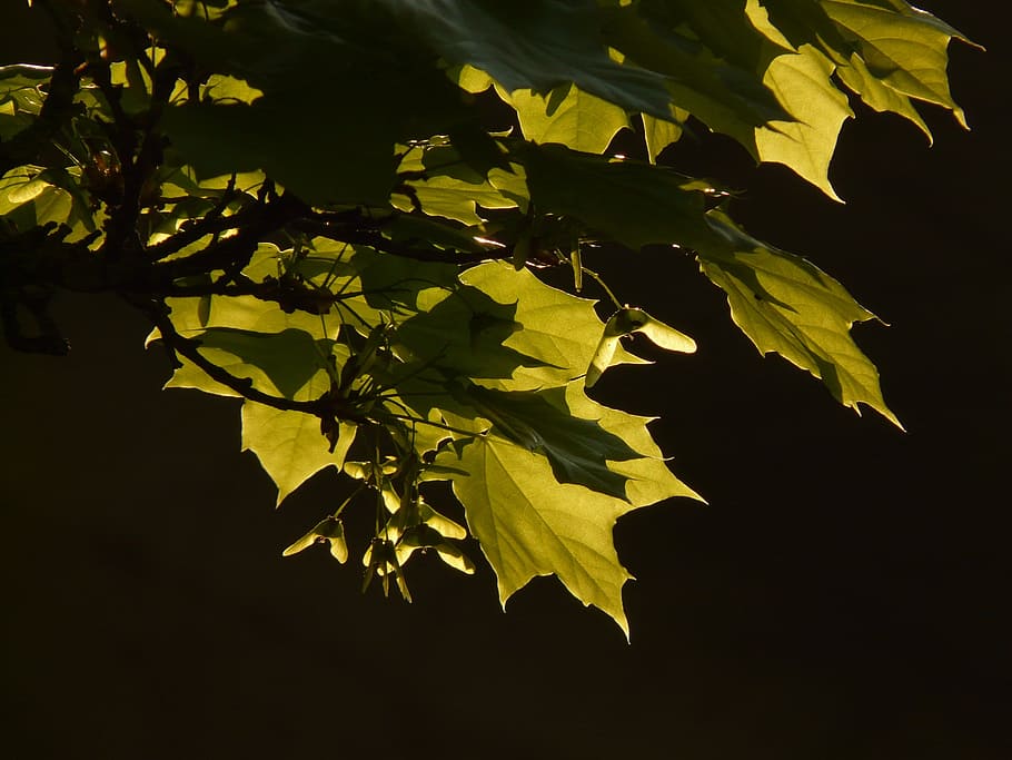 maple, maple leaf, tree, green, veins, norway maple, acer platanoides HD wallpaper