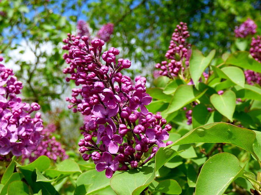 lilacs, flower, garden, growth, beauty in nature, plant part HD wallpaper