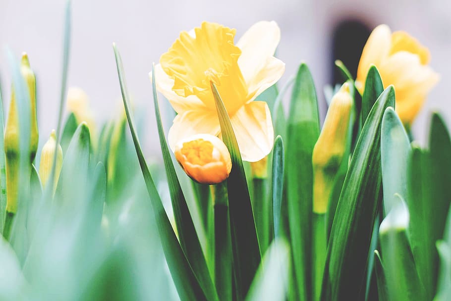 yellow flowers shallow focus photography, closeup photo of yellow petaled flower HD wallpaper
