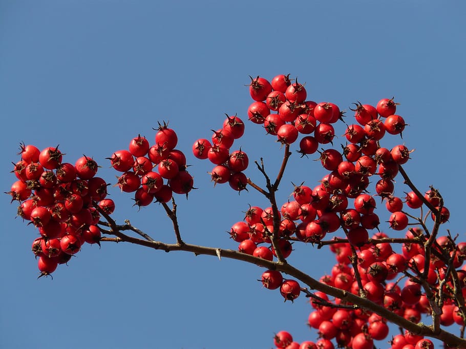 Berries, Fruits, Red, Tree, berry red, leather leaf weißdorn HD wallpaper