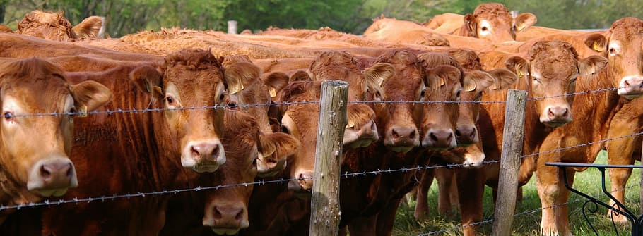 herd, cows, prairie, animals, field, agriculture, breeding HD wallpaper