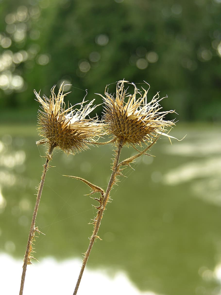 plants, thistle, prickly, spines, nature, wild flowers, focus on foreground HD wallpaper