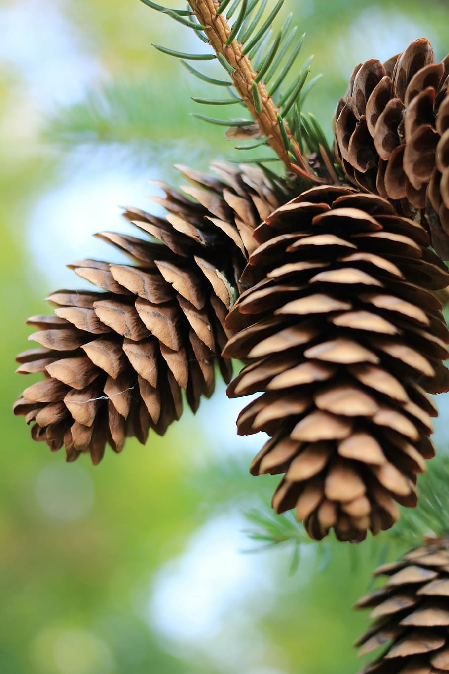 pinecones, fall, pine trees, mountain pine, evergreen, nature HD wallpaper