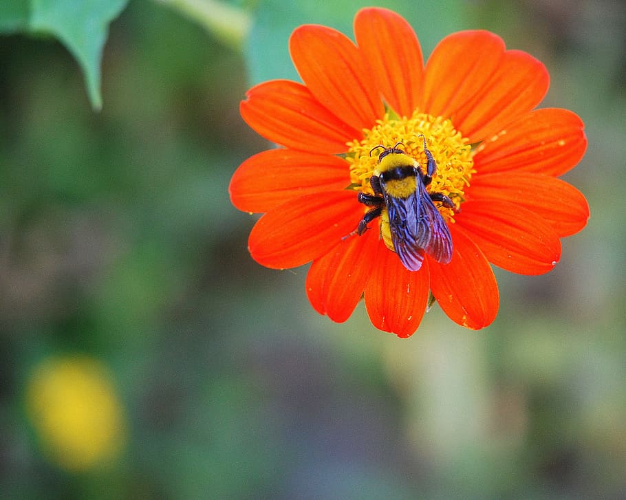 bee, flower, macro, garden, nature, summer, insect, nectar HD wallpaper