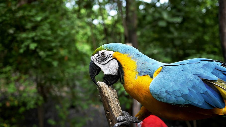 blue and orange parrot biting wood, bird, forest, trees, habitat HD wallpaper
