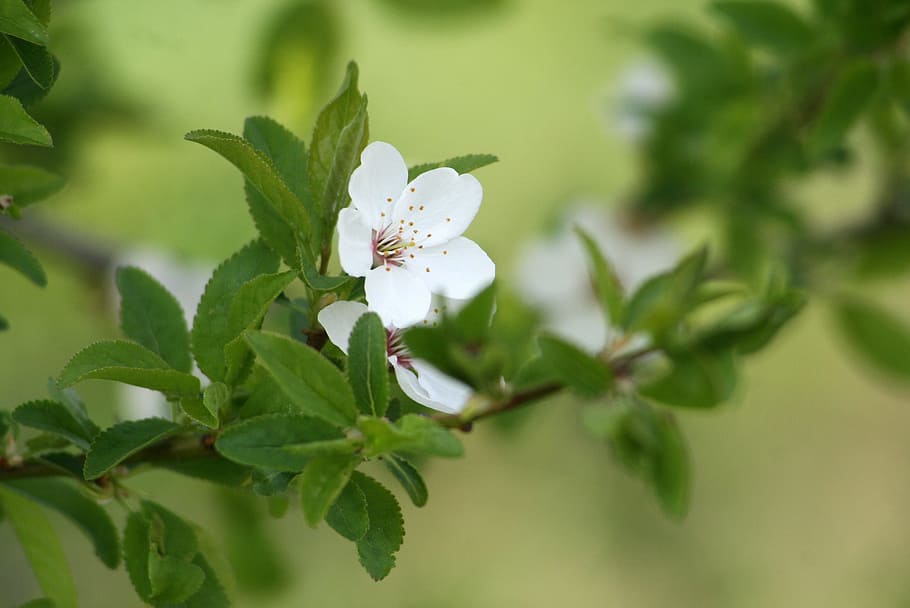 spring, flower, white, bush, bloom, branch, plant, plant part HD wallpaper