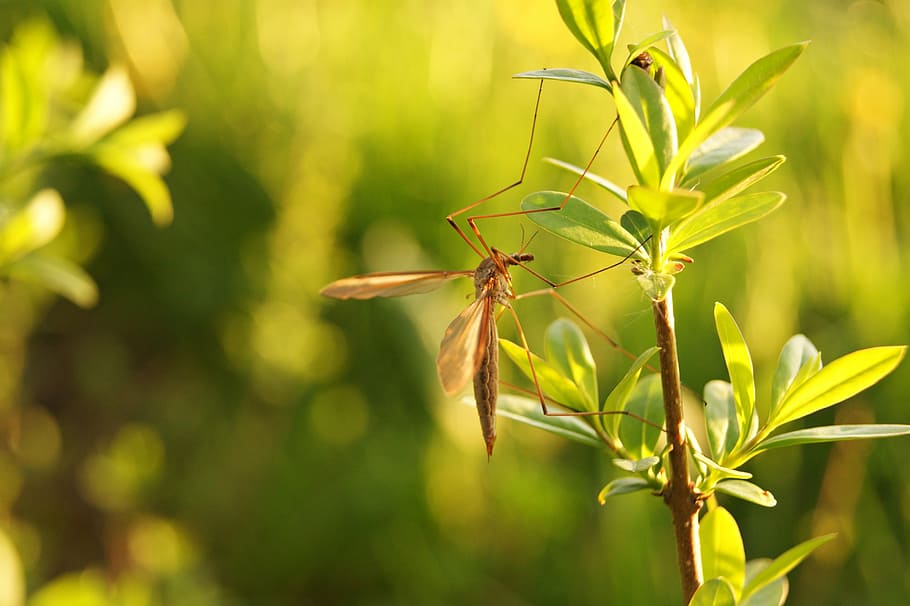 spring, insect, nature, garden, closeup, plant, privet, green HD wallpaper