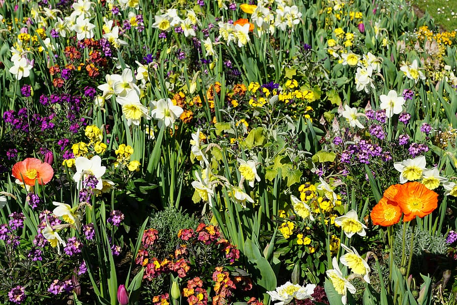 Flowers, Spring, Blossom, Bloom, Plant, nature, green, purple HD wallpaper