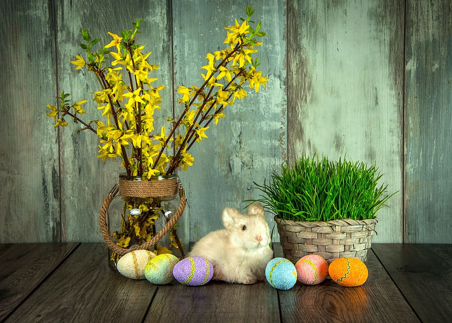 bunny between potted plants and easter eggs decor set, holiday HD wallpaper