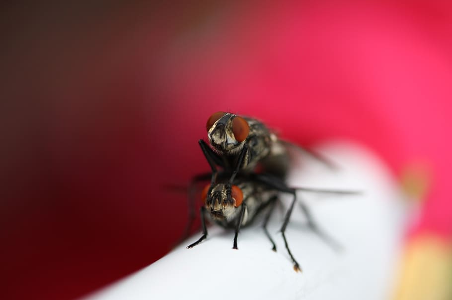fly, lovers, pair, invertebrate, insect, animal themes, one animal HD wallpaper
