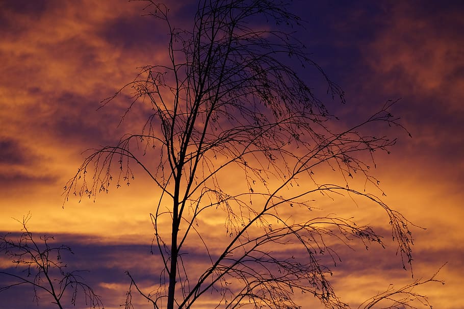 sky, sunset, clouds, sunrise, branches, silhouette, tree, twilight HD wallpaper