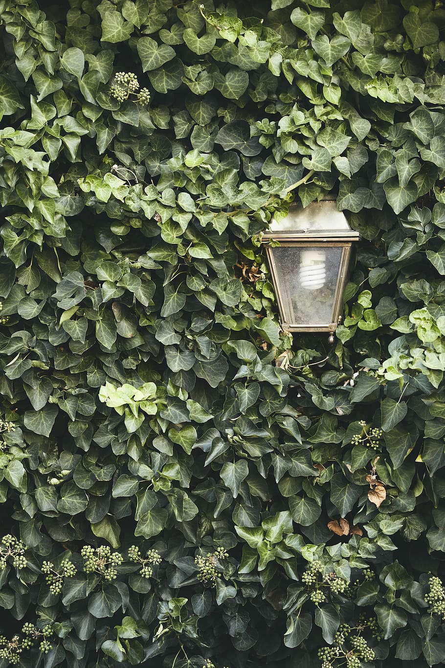 Growing in the light, white street lamp covering green leafed plant HD wallpaper