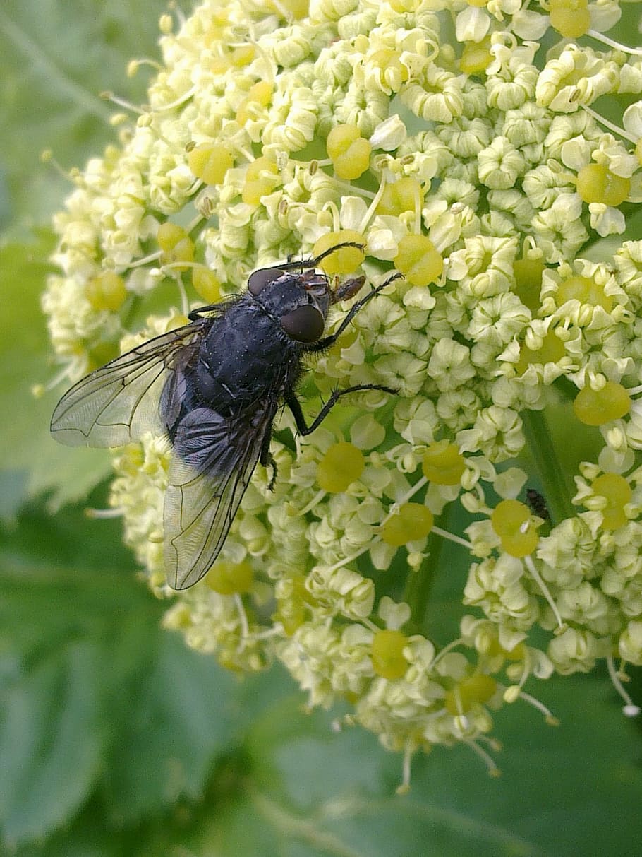 Fly, Insects, Flies, one animal, flower, animal themes, animals in the wild HD wallpaper