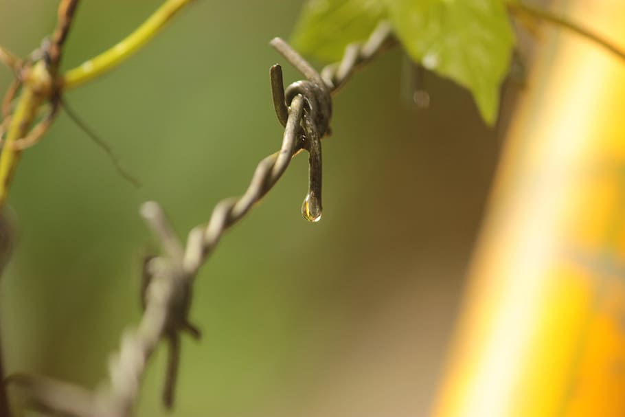 rain, drops, fence, leaf, nature, outdoors, flora, tree, blur HD wallpaper